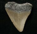 Juvenile Megalodon Tooth - South Carolina #8715-1